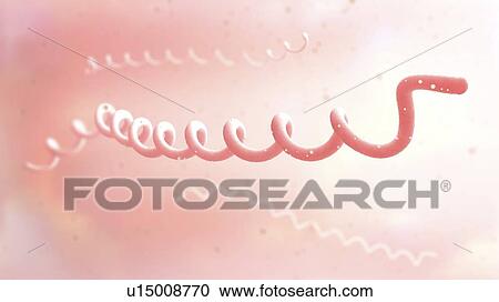 Stock Image - Lyme disease bacteria, illustration. Fotosearch