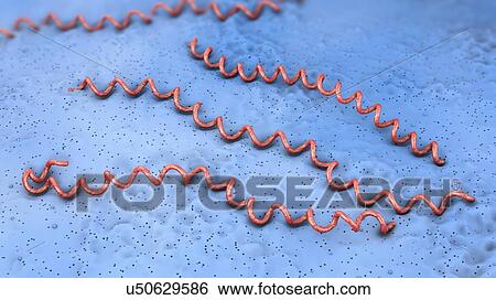 Lyme disease bacteria, illustration View Large Photo Image Stock Photograph - Lyme disease bacteria, illustration. Fotosearch