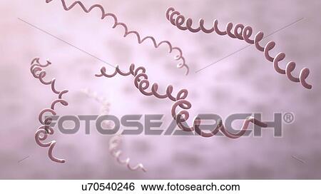 Lyme disease bacteria, illustration View Large Photo Image Stock Photograph - Lyme disease bacteria, illustration. Fotosearch