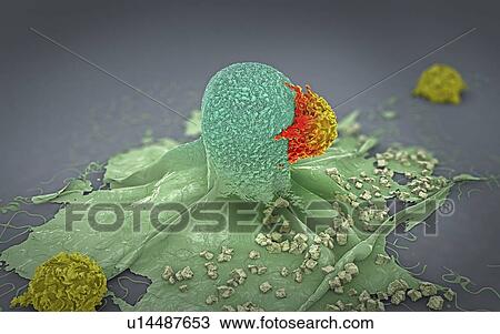 Stock Image - Lymphocytes attacking cancer cells, illustration. Fotosearch