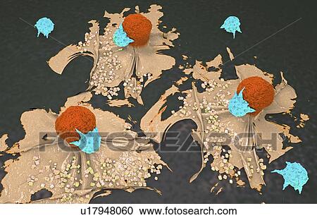 Stock Image - Lymphocytes attacking cancer cells, illustration. Fotosearch