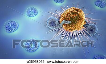 Lymphocytes attacking cancer cells, illustration View Large Photo Image Stock Photograph - Lymphocytes attacking cancer cells, illustration. Fotosearch