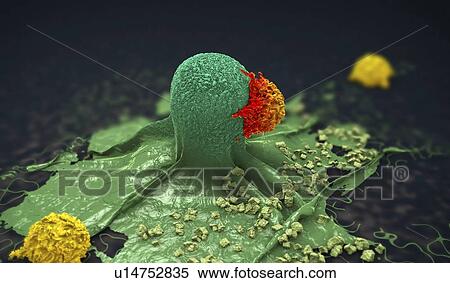 Stock Photography - Lymphocytes attacking cancer cells, illustration. Fotosearch