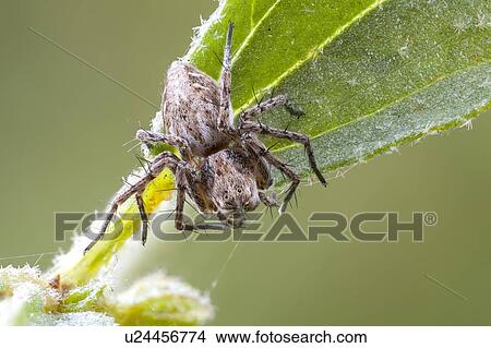 Lynx spider View Large Photo Image Picture - Lynx spider. Fotosearch
