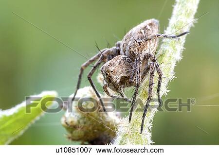 Lynx spider View Large Photo Image Stock Photo - Lynx spider. Fotosearch