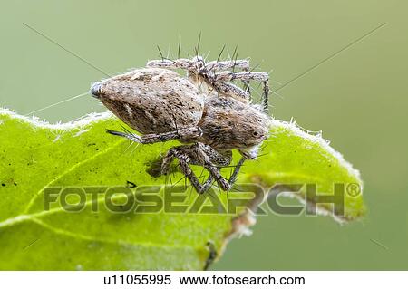 Stock Photography - Lynx spider. Fotosearch