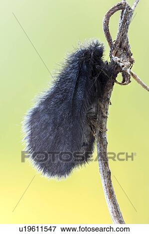 Stock Photo - Lypusa maurella moth. Fotosearch