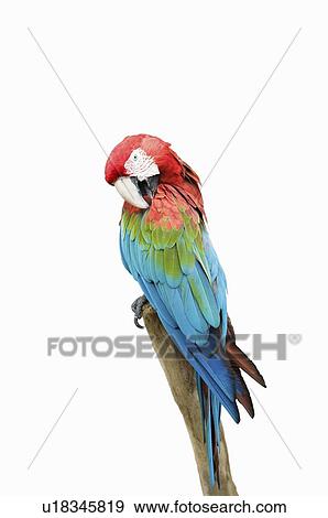 Stock Photo - Macaw Parrot. Fotosearch