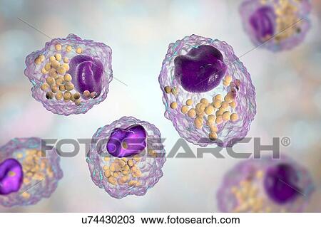 Stock Image - Macrophage foam cell, illustration. Fotosearch