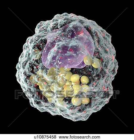 Stock Photo - Macrophage foam cell, illustration. Fotosearch