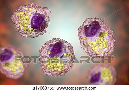 Stock Photography - Macrophage foam cell, illustration. Fotosearch