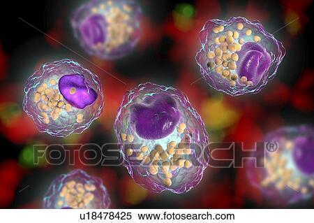 Stock Photography - Macrophage foam cell, illustration. Fotosearch