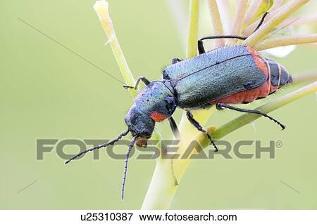 Stock Photo - Malachite beetle. Fotosearch