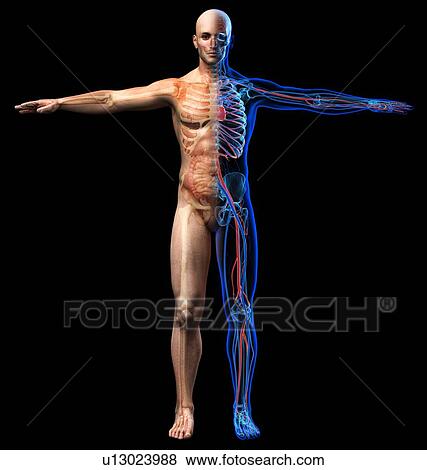 Stock Photo - Male anatomy, illustration. Fotosearch