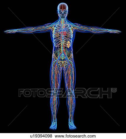 Male anatomy, illustration View Large Photo Image Stock Photo - Male anatomy, illustration. Fotosearch