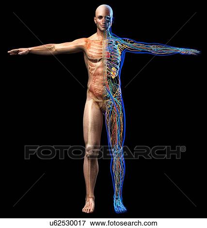 Male anatomy, illustration View Large Photo Image Stock Photo - Male anatomy, illustration. Fotosearch