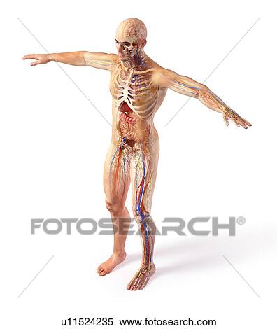 Stock Photography - Male anatomy, illustration. Fotosearch
