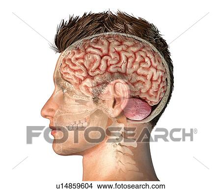 Picture - Male head cross-section, illustration. Fotosearch