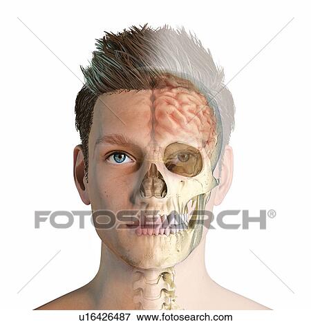 Stock Photo - Male head with skull and brain, illustration. Fotosearch