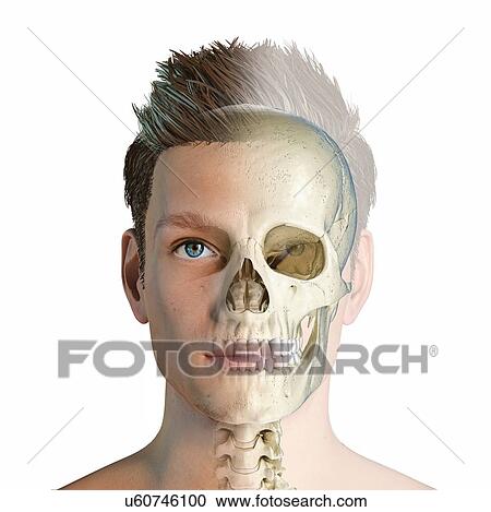 Male head with skull, illustration View Large Photo Image Stock Image - Male head with skull, illustration. Fotosearch