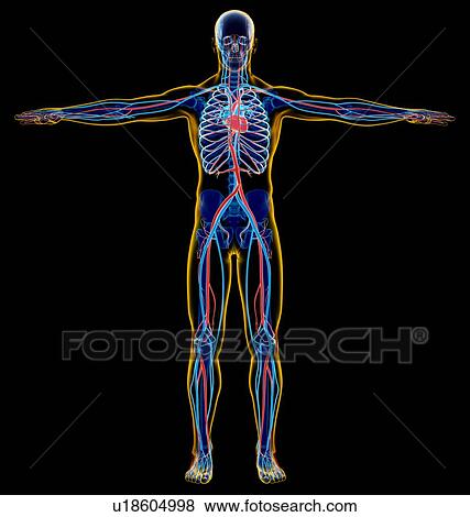 Male skeletal and cardiovascular system, illustration View Large Photo Image Stock Photo - Male skeletal and cardiovascular system, illustration. Fotosearch