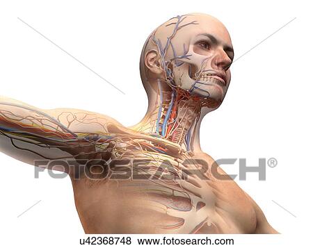 Male upper body anatomy, illustration View Large Photo Image Stock Photo - Male upper body anatomy, illustration. Fotosearch