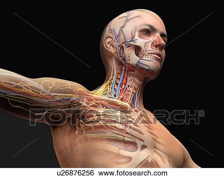 Stock Photograph - Male upper body anatomy, illustration. Fotosearch
