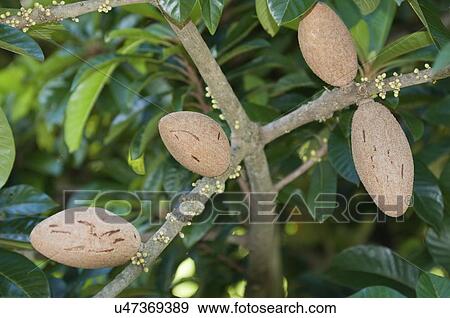 Mamey sapote fruit View Large Photo Image Stock Photo - Mamey sapote fruit. Fotosearch