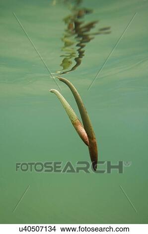 Picture - Mangrove seeds. Fotosearch