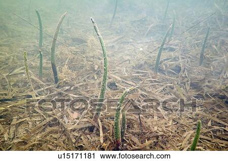 Stock Image - Mangrove shoots. Fotosearch