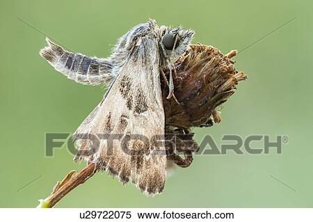 Marbled skipper View Large Photo Image Stock Photography - Marbled skipper. Fotosearch