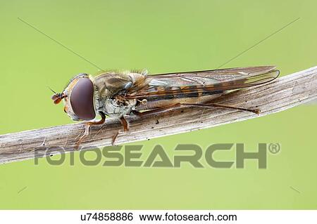 Marmalade hoverfly View Large Photo Image Stock Photograph - Marmalade hoverfly. Fotosearch