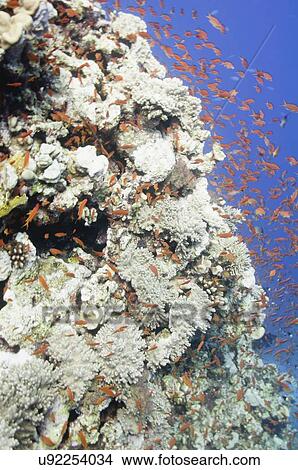 Picture - Massive coral formation. Fotosearch