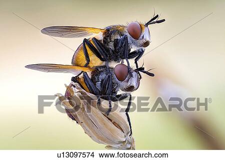 Picture - Mating gymnosoma flies. Fotosearch