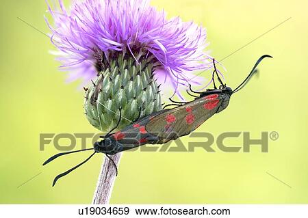 Mating six spot burnet moths View Large Photo Image Stock Photo - Mating six spot burnet moths. Fotosearch