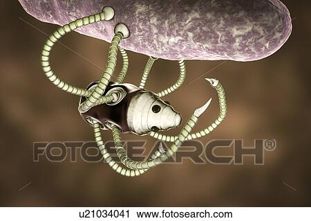 Stock Image - Medical nanorobot fighting with bacterium, illustration. Fotosearch