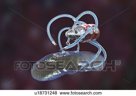 Medical nanorobot fighting with bacterium, illustration View Large Photo Image Stock Photo - Medical nanorobot fighting with bacterium, illustration. Fotosearch