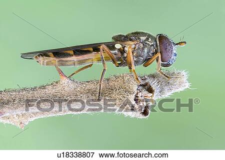Melanostoma hover fly View Large Photo Image Stock Photo - Melanostoma hover fly. Fotosearch