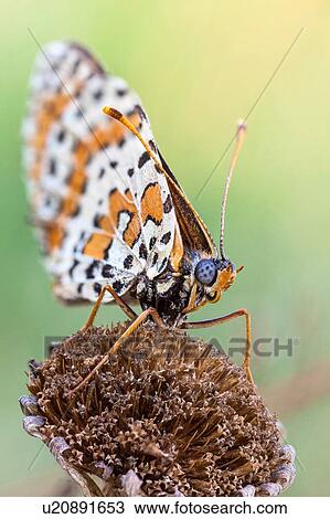 Melitaea butterfly View Large Photo Image Stock Image - Melitaea butterfly. Fotosearch