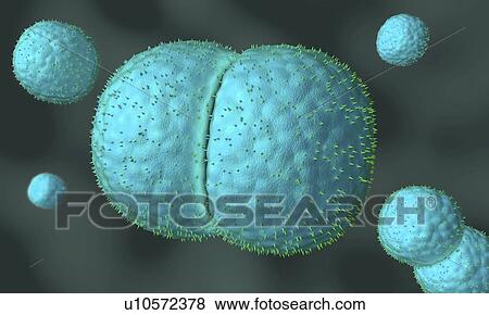 Stock Photo - Meningococcus bacteria, illustration. Fotosearch