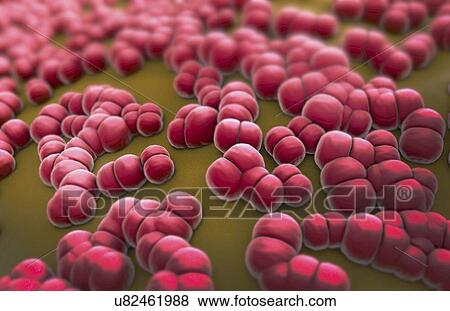 Meningococcus bacteria, illustration View Large Photo Image Stock Photo - Meningococcus bacteria, illustration. Fotosearch