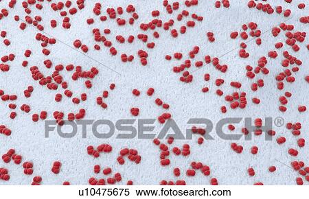 Stock Photography - Meningococcus bacteria, illustration. Fotosearch