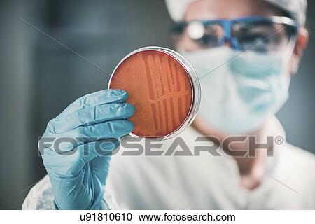 Stock Image - Microbiologist inspecting bacteria growth. Fotosearch