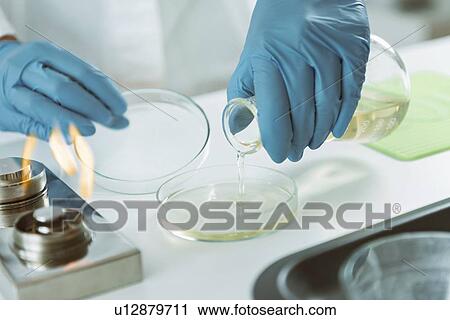 Stock Image - Microbiologist preparing agar plates. Fotosearch