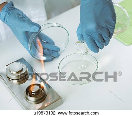 Stock Image - Microbiologist preparing agar plates. Fotosearch