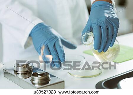 Stock Image - Microbiologist preparing agar plates. Fotosearch