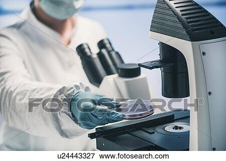 Microbiologist using light microscope View Large Photo Image Stock Photo - Microbiologist using light microscope. Fotosearch