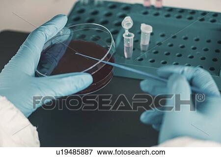 Stock Photo - Microbiologist working in laboratory. Fotosearch