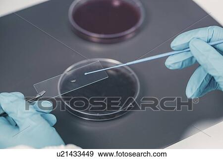 Stock Photo - Microbiologist working in laboratory. Fotosearch