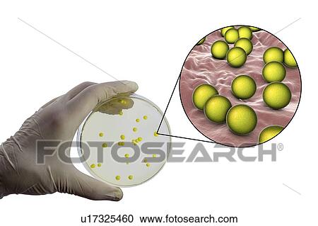 Micrococcus luteus bacteria, composite image View Large Photo Image Stock Image - Micrococcus luteus bacteria, composite image. Fotosearch